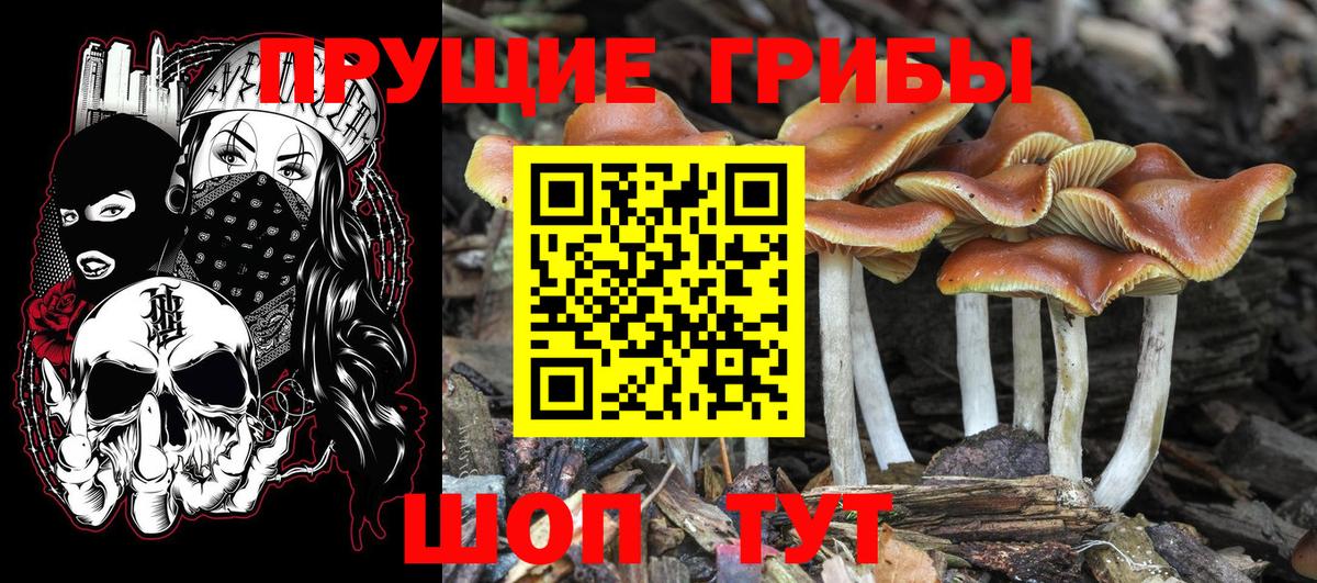 Шадринск  Галлюциногенные грибы Psilocybine cubensis  Вход с VPN 